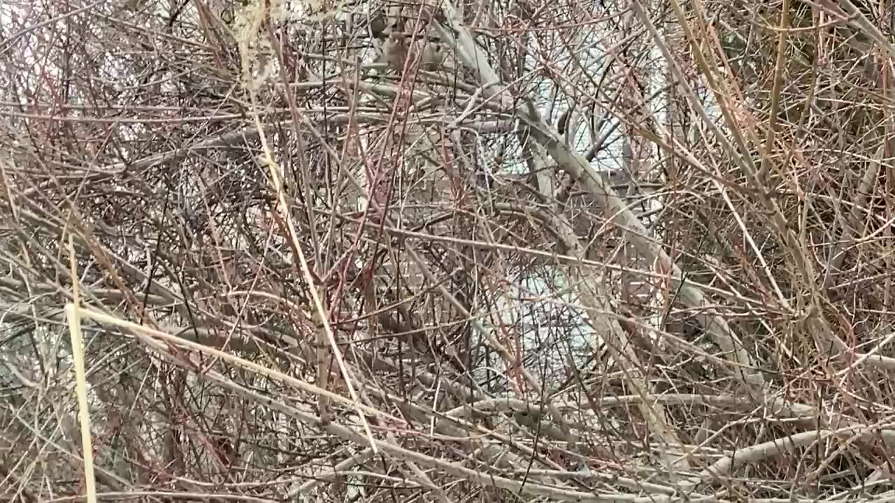 Sparrows in the tree