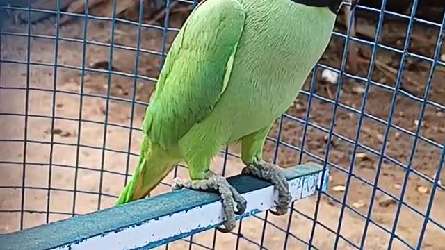 Funny talking parrot, talking parrot, cut parrot, wonderful parrot, incredible parrot