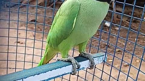 Funny talking parrot, talking parrot, cut parrot, wonderful parrot, incredible parrot