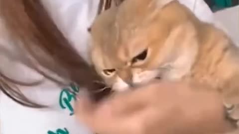 Animal cat's video