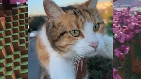 Hello! Meoww😂
