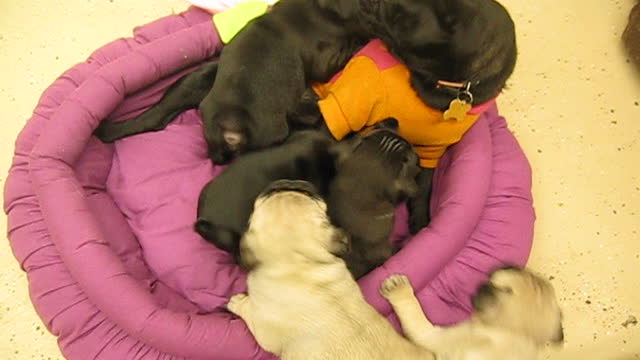 Pug Puppies Playing