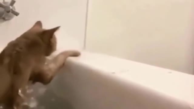 funny cat moments