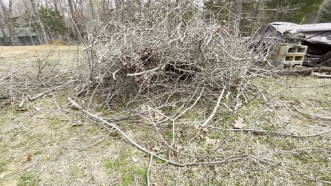 Bear in the stick pile