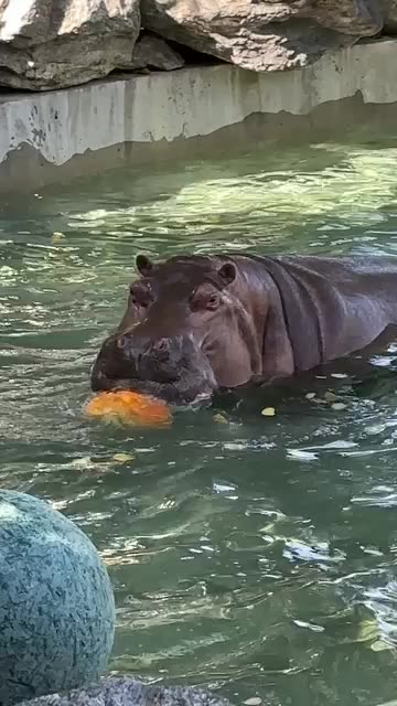 It's a pumpkin pool party