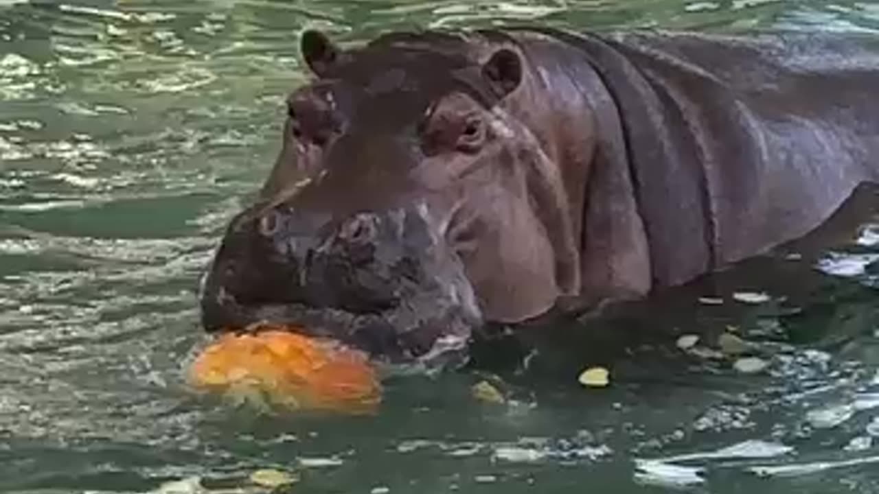 It's a pumpkin pool party