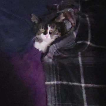 Cat Laying Down All Cozy