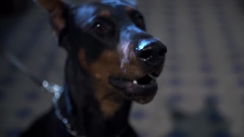 !Doberman!dog!dog video