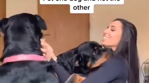 Dog training other dog reaction