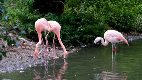 nature tv flamingos