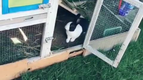 Bunny Life Sharing #funny #bunny #rabbit #foryoupage #fyp