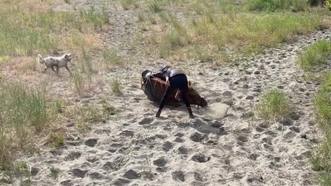 Sydney's Sand Shenanigans Unseats Rider