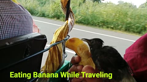 Bird Eating While Traveling