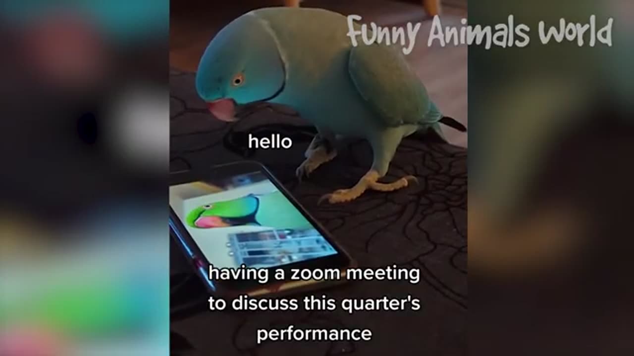 Funny animal world