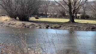 Deer crossing the island