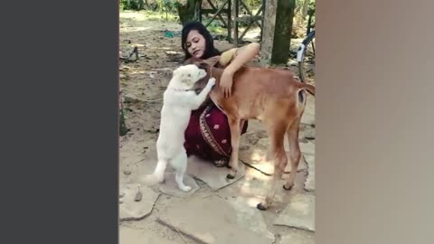 When your dog brings home a friend 🙊🤣 New Funny animale