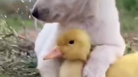 Dog and duck 🐕🐕🐤🐤#adorable