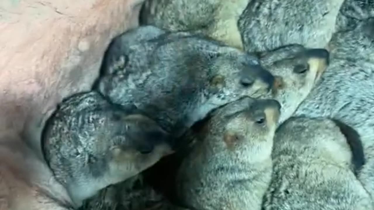 DL Panda viral videos on internet