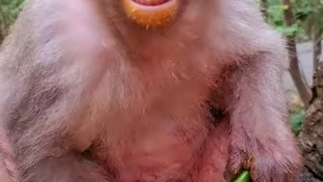 Cute baby monkey videos Funny Monkey Baby Newborn Monkey Baby very caring and caring