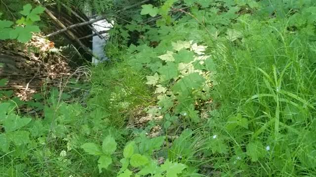 Columbine native to cascade mountains