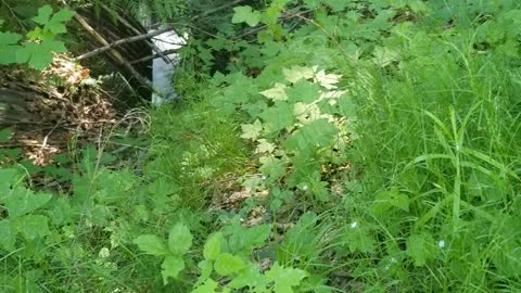 Columbine native to cascade mountains