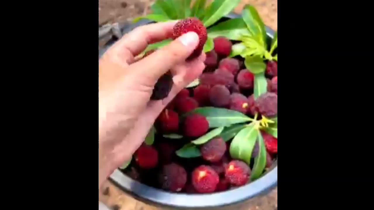 Picking fresh fruit in nature #bayberries