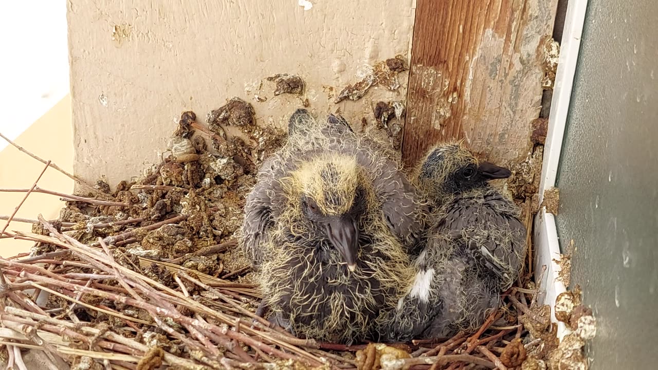 Vision pigeon chicks