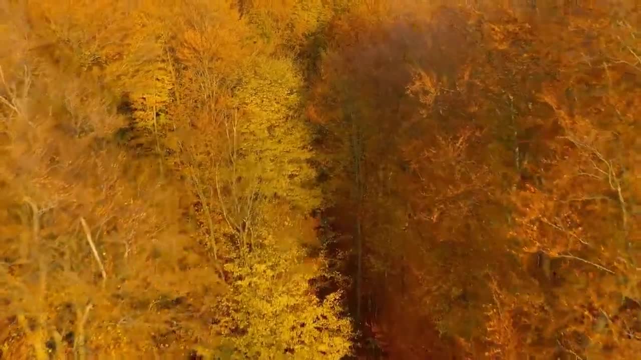 Enchanting Autumn Forests with Beautiful Piano Music