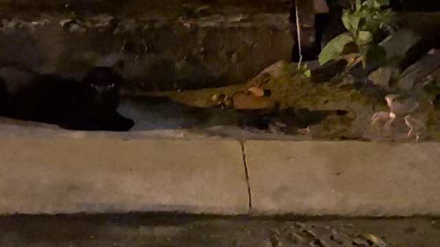 Crab Takes on Black Cat on Halloween