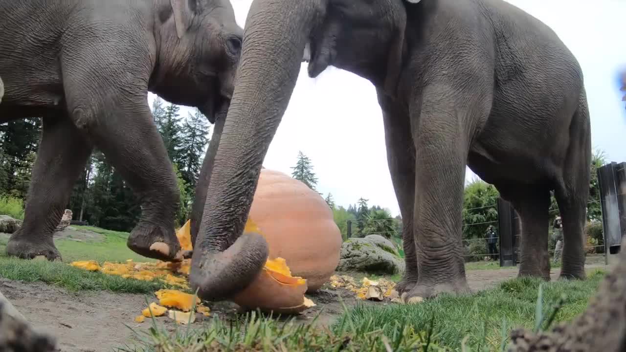 Elephant Smash Giant Pumpkins