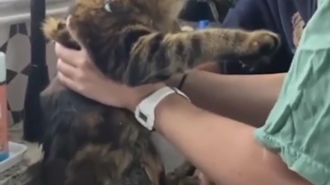 Funny act done by animals