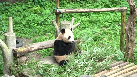 Cute cute panda