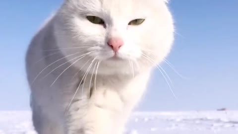 White Cat Walking in Snow