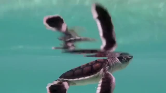 baby turtles