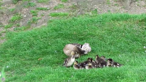 Duckling quarrelling