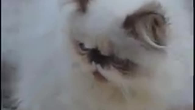 Cute cat 😻😹