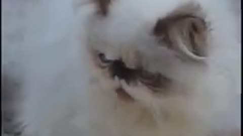 Cute cat 😻😹