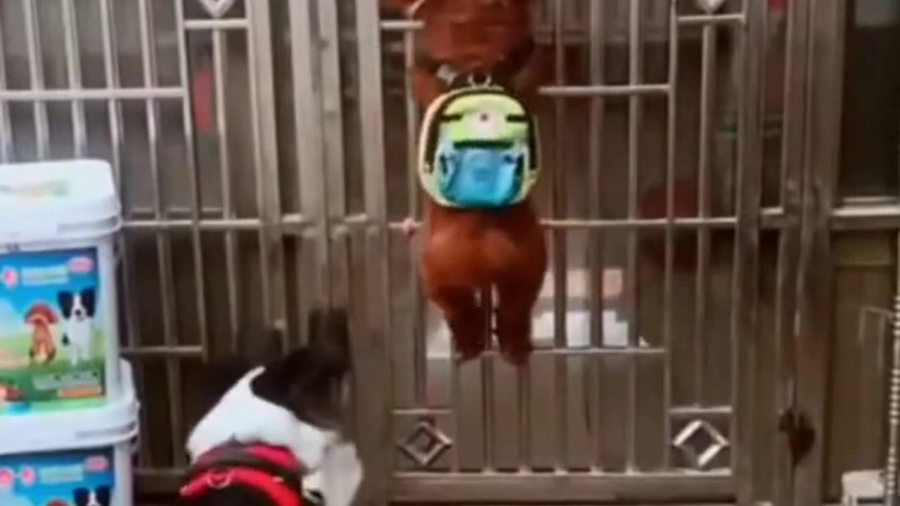 Funy dog video