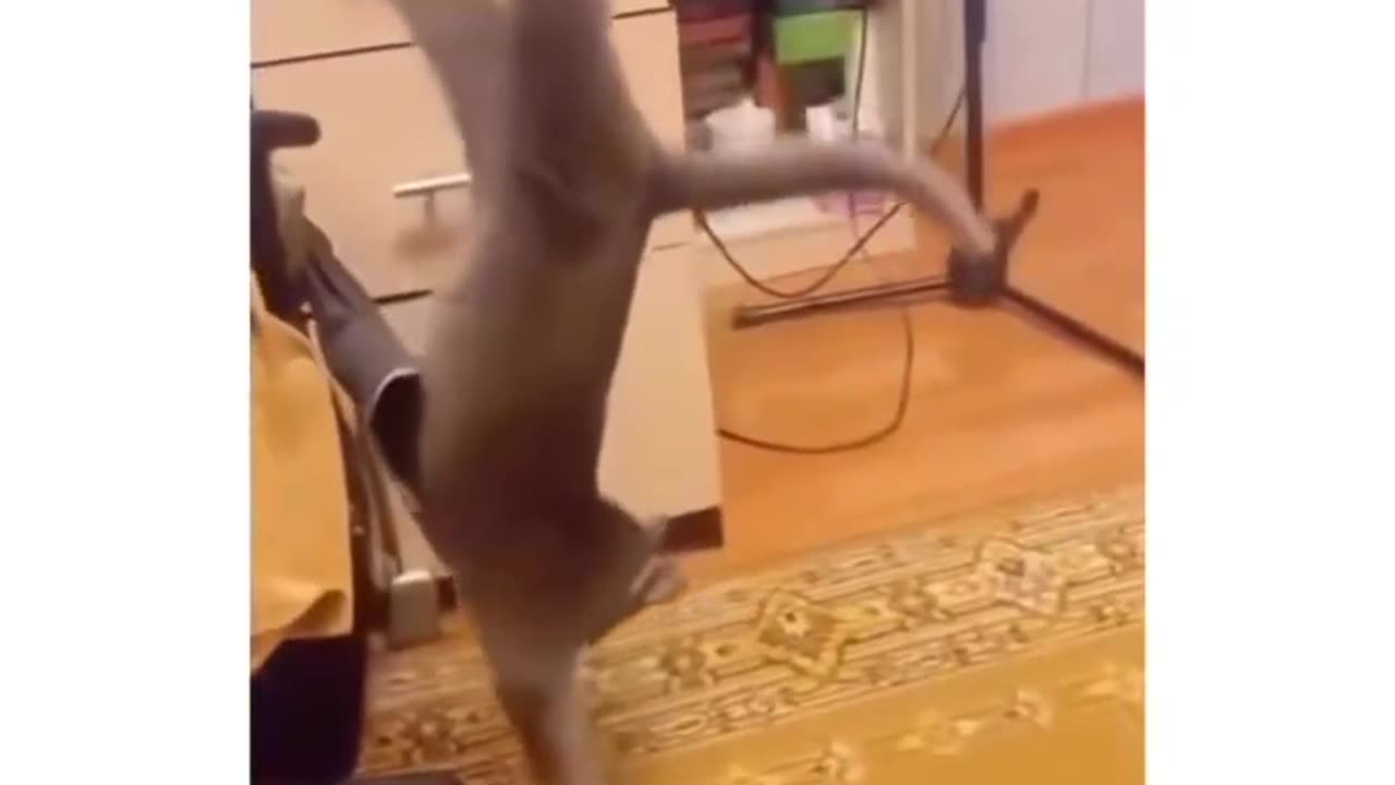 Cat's Life-Flashing Moment: The Epic Chair Flip Fail!