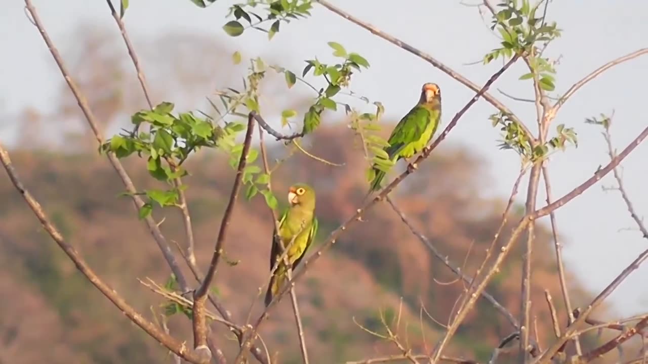 Birds sound,Relaxing vedio,Nature beauty.