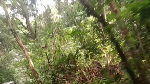 The road in the middle of the forest