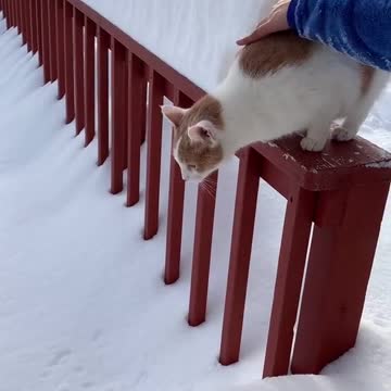 We took Cody outside to see it...