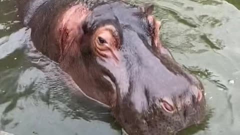 hippo