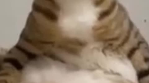 Funny Cats 🤣😂🤣