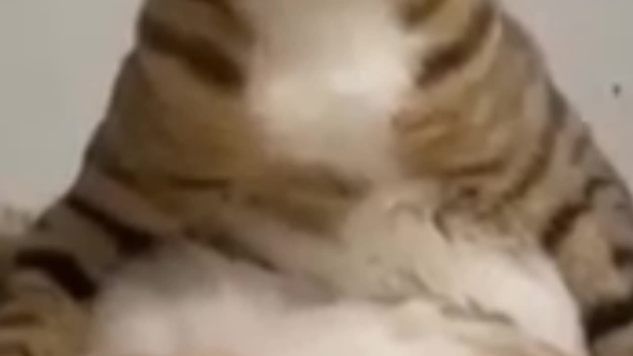 Funny Cats 🤣😂🤣