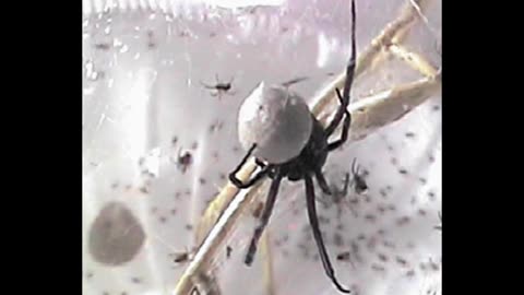 Black Widow ... And babies