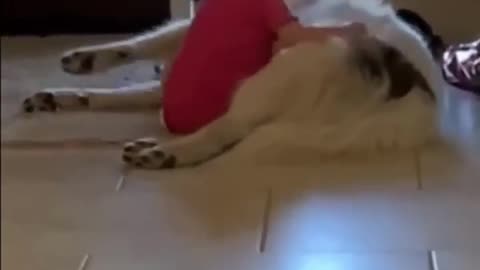 funny cats and dogs, funny babies actions