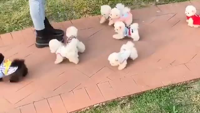 Funny cute puppy videos😍😍😍😍😍