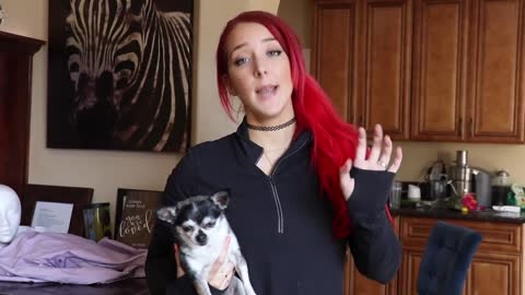 Who's Smarter: Chihuahua Vs. Hamster JennaMarbles