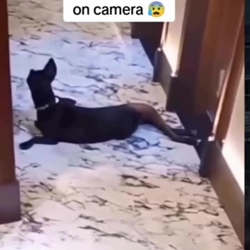 Skinwalkers caught on video